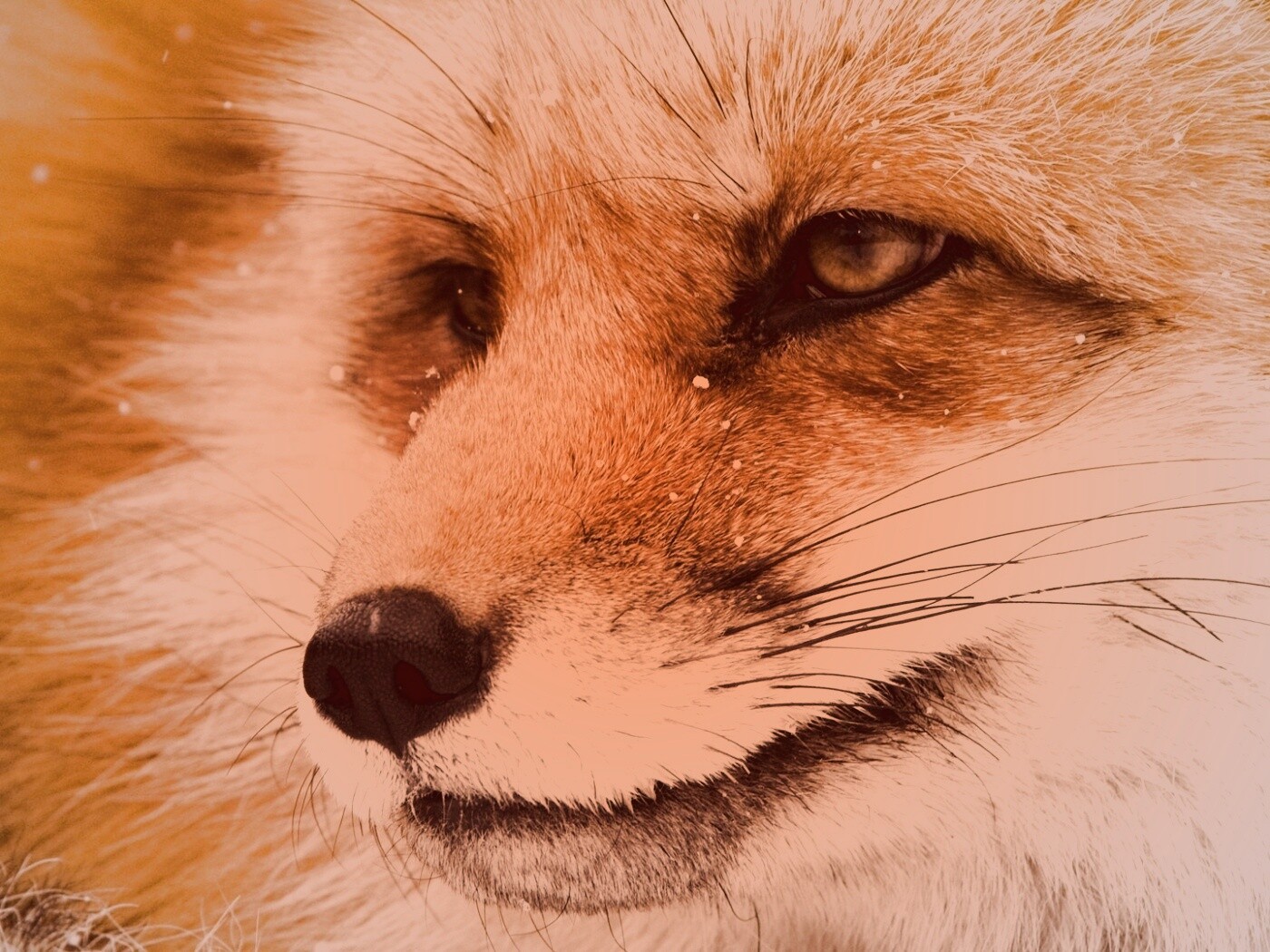 Морда рыжей лисы обои