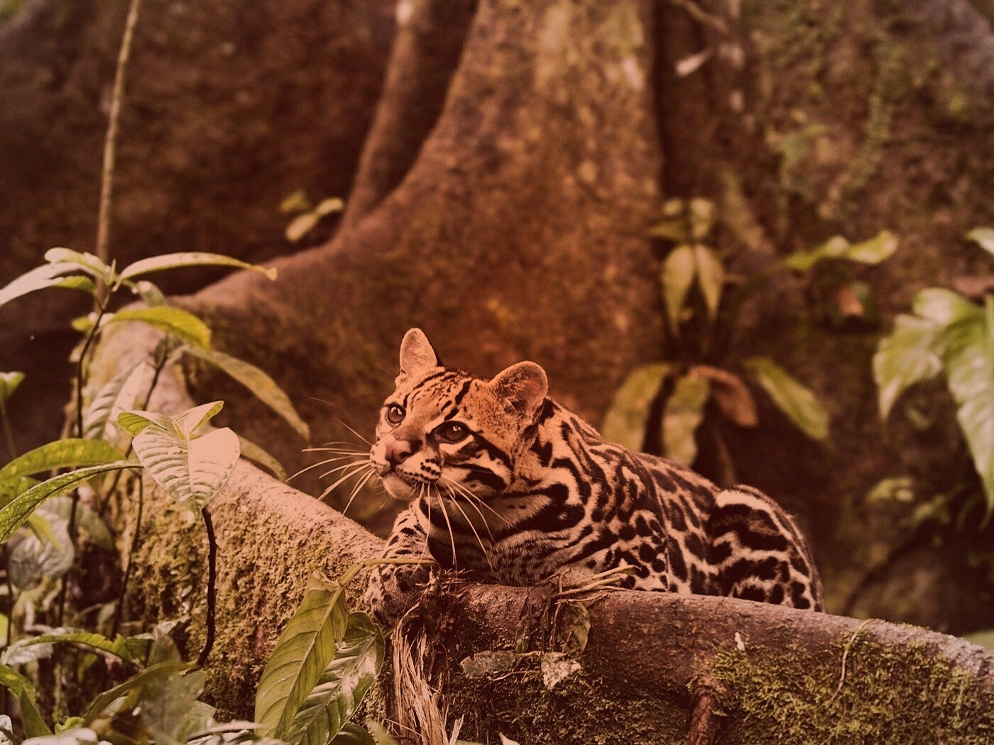 Оцелот обои