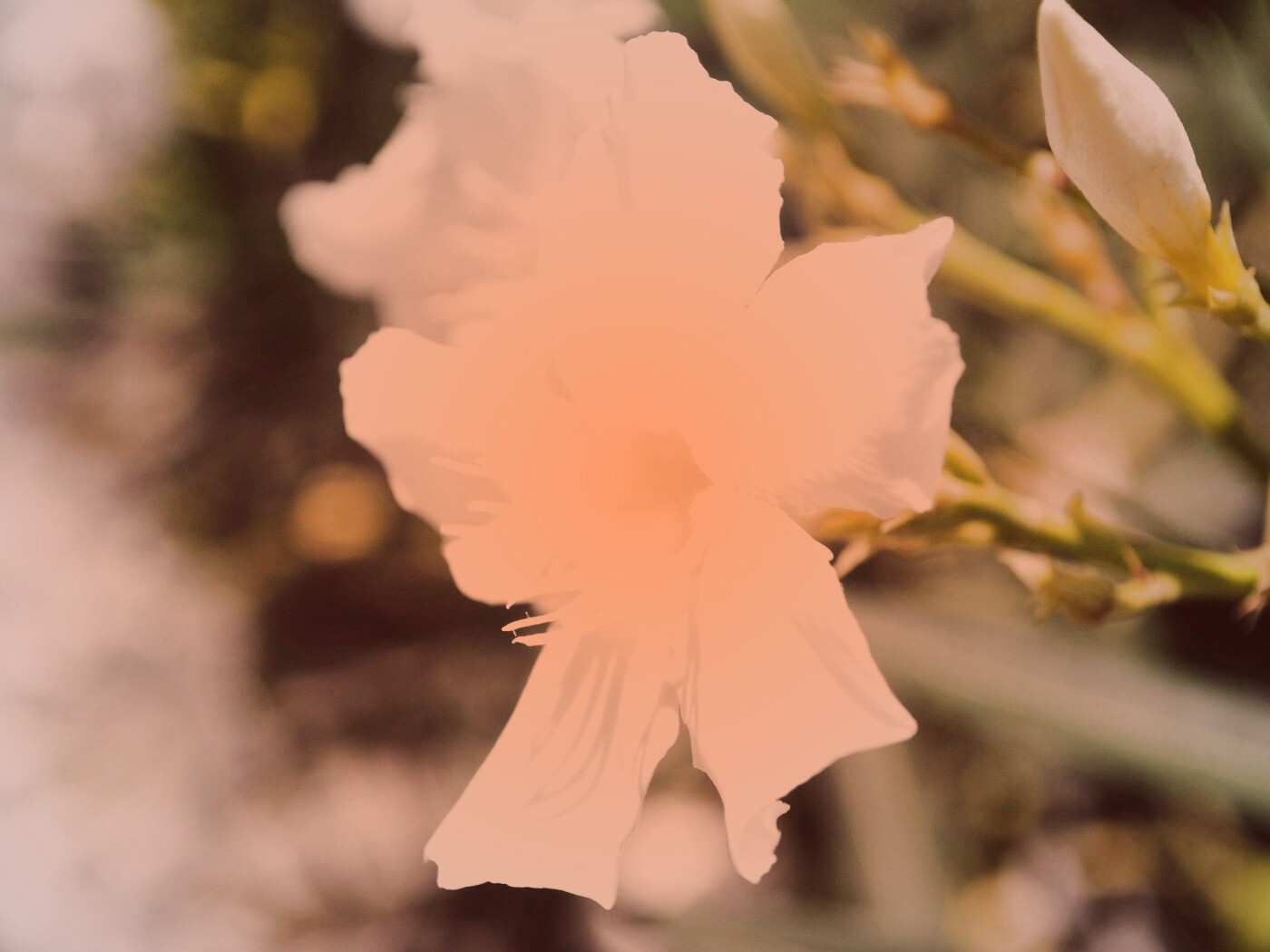 Эухарис, амазонская лилия обои