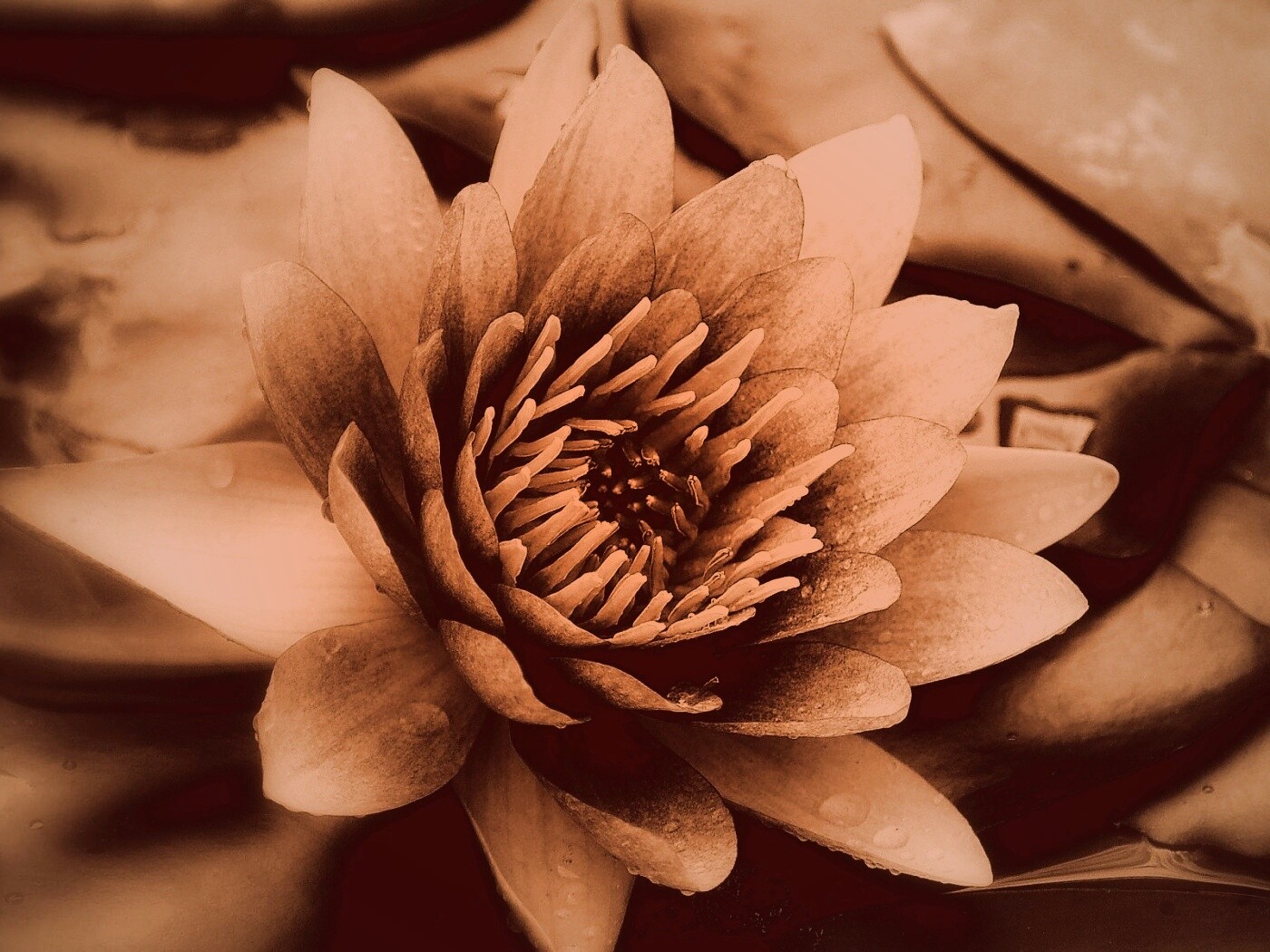 Кувшинка обои