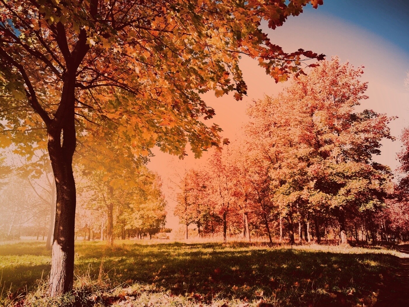 Осень в лесу обои