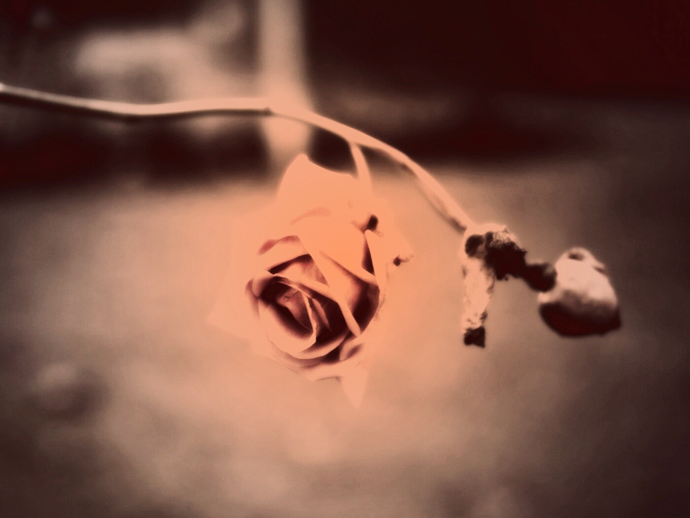 Увядающая роза обои