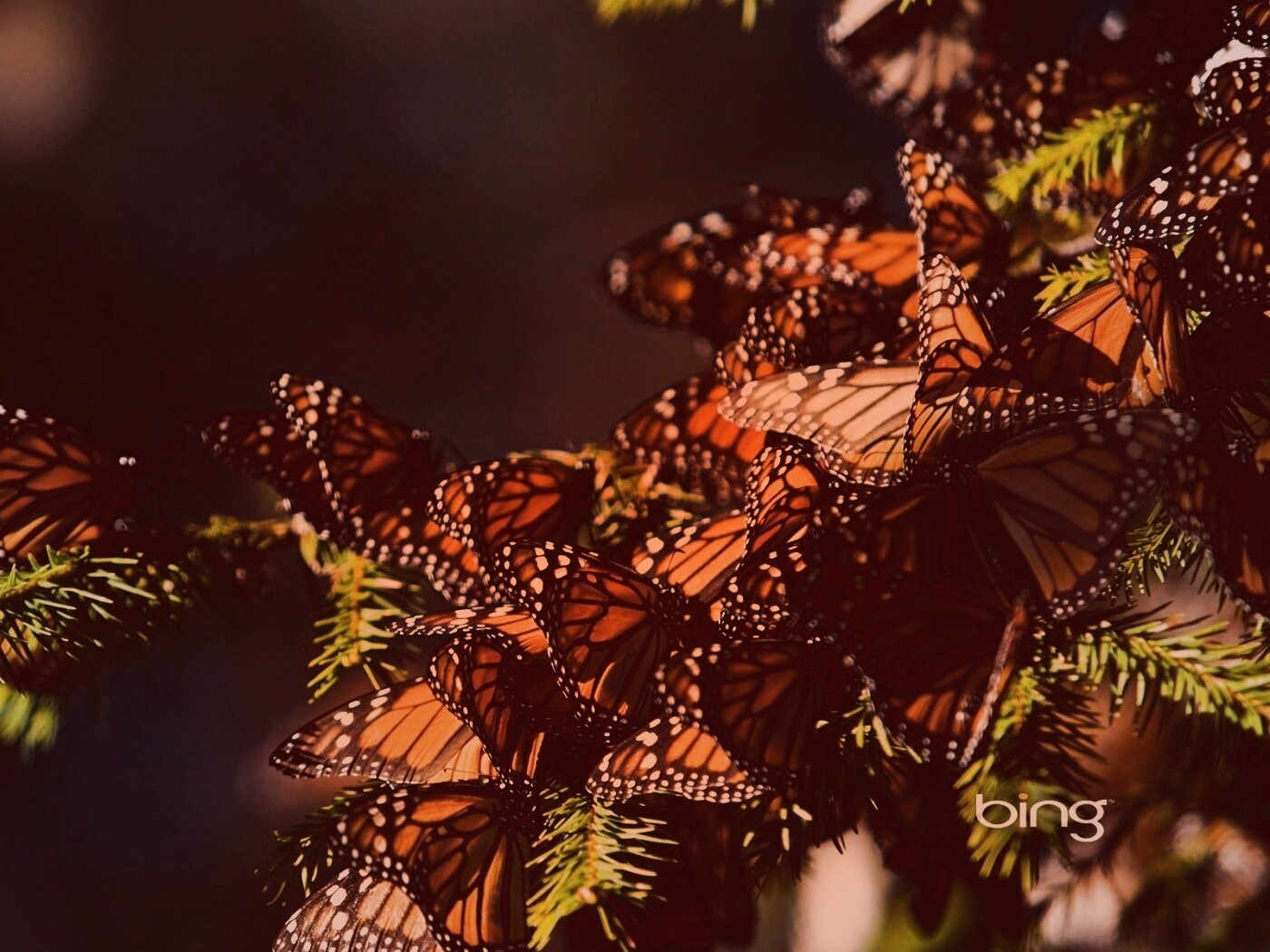 Бабочки облепили ёлку обои