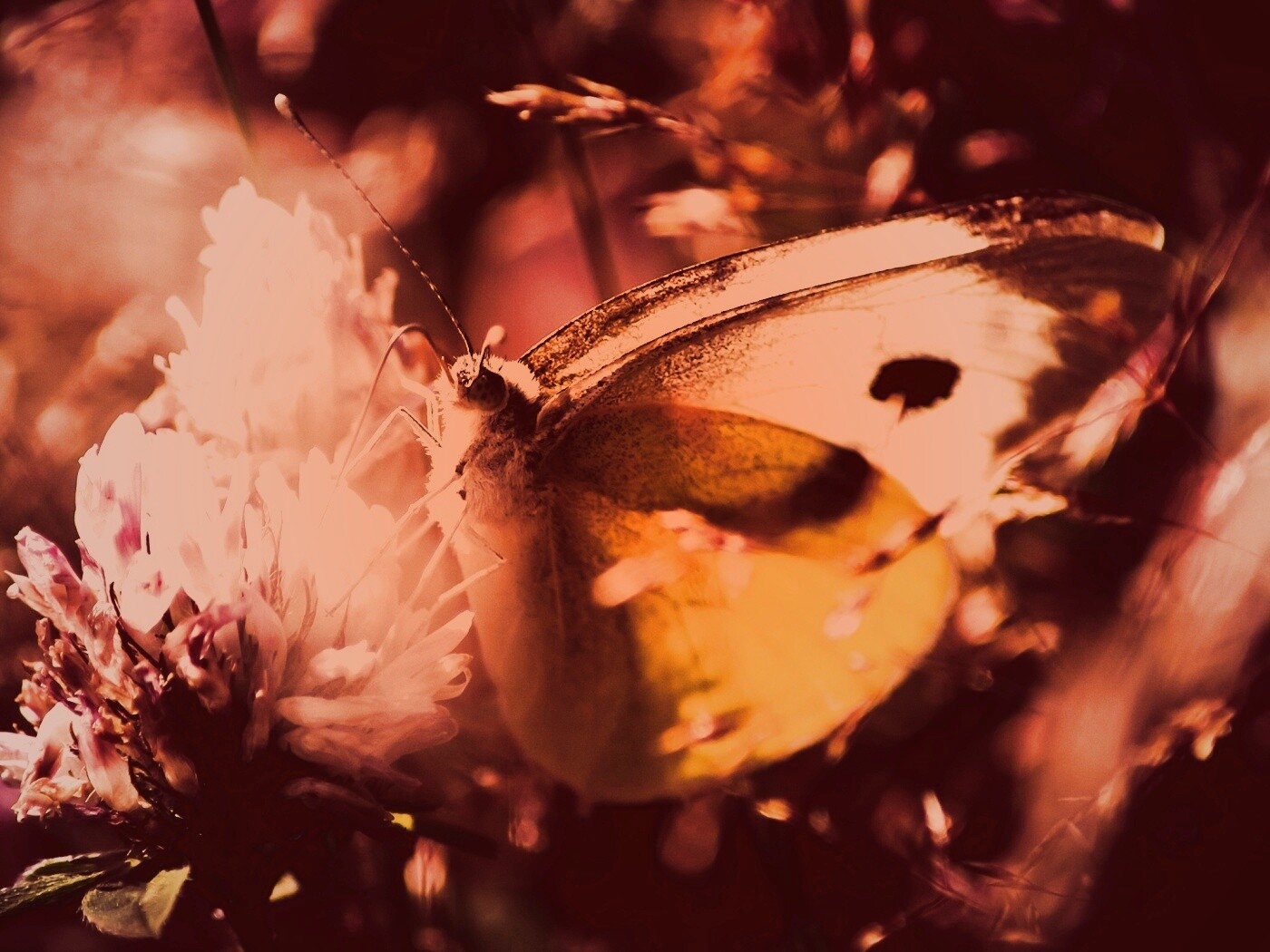 Бабочка на цветке обои