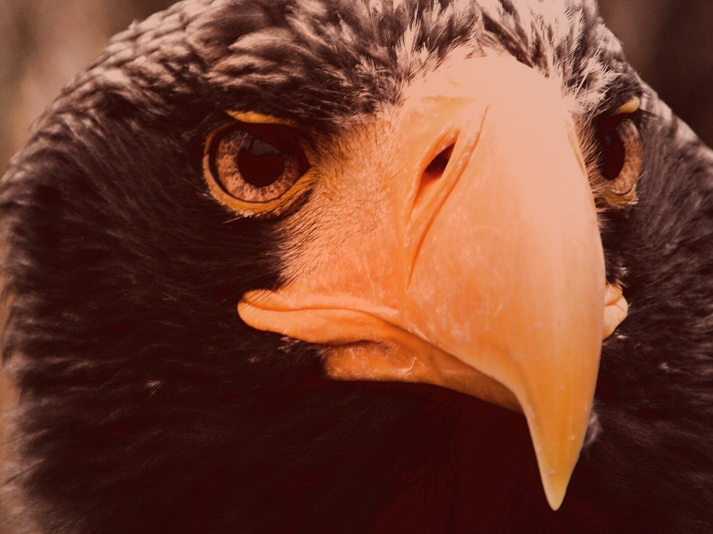 Орёл - птица гордая обои