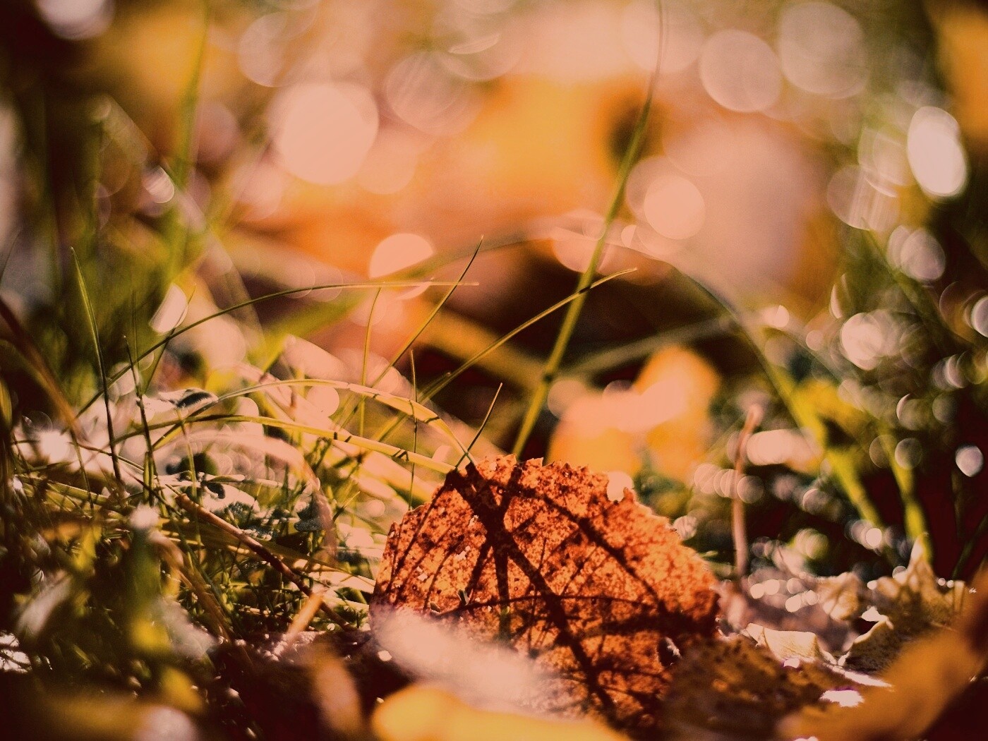 Опавший лист в траве обои