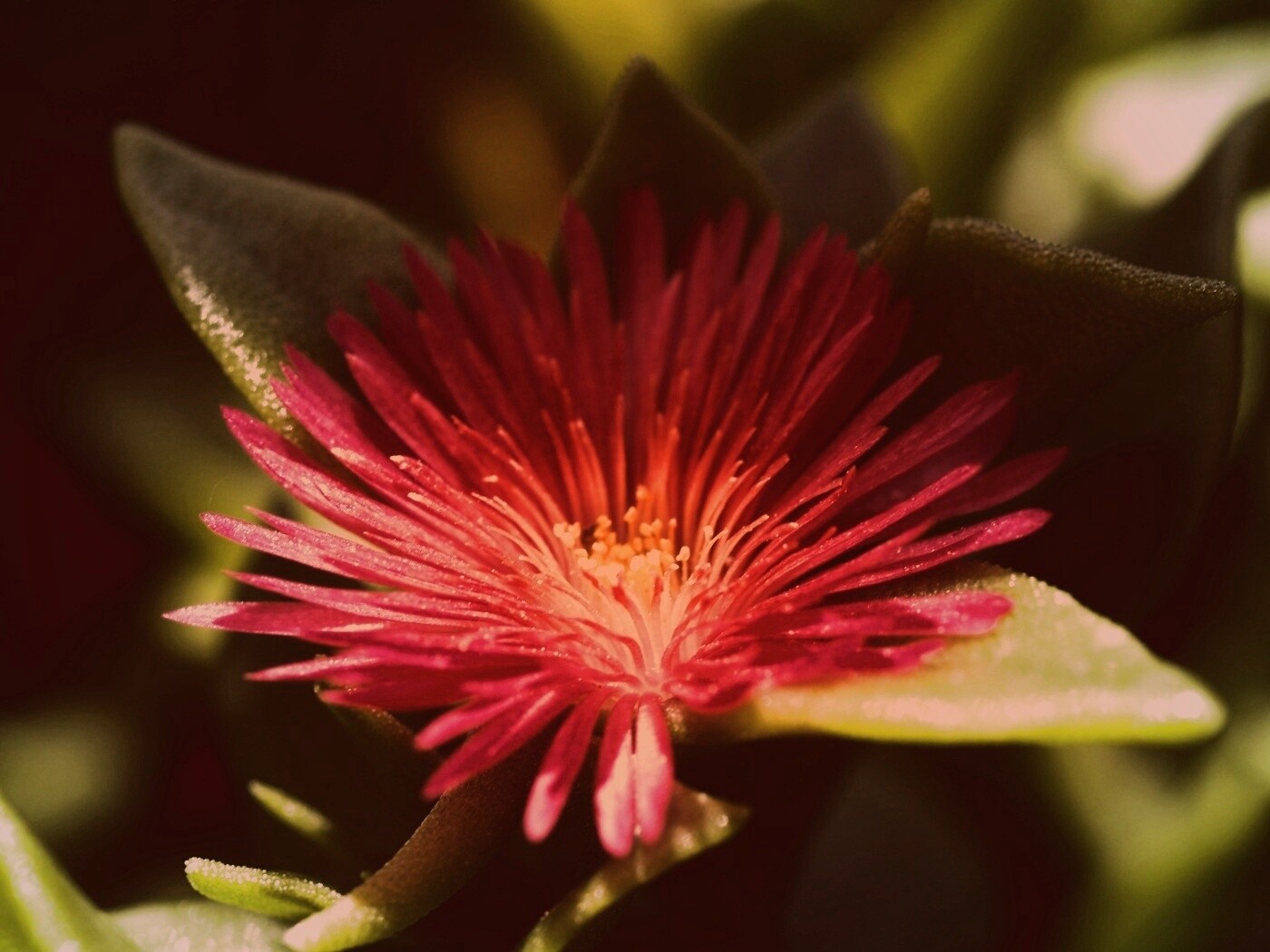 Чудесный цветок обои