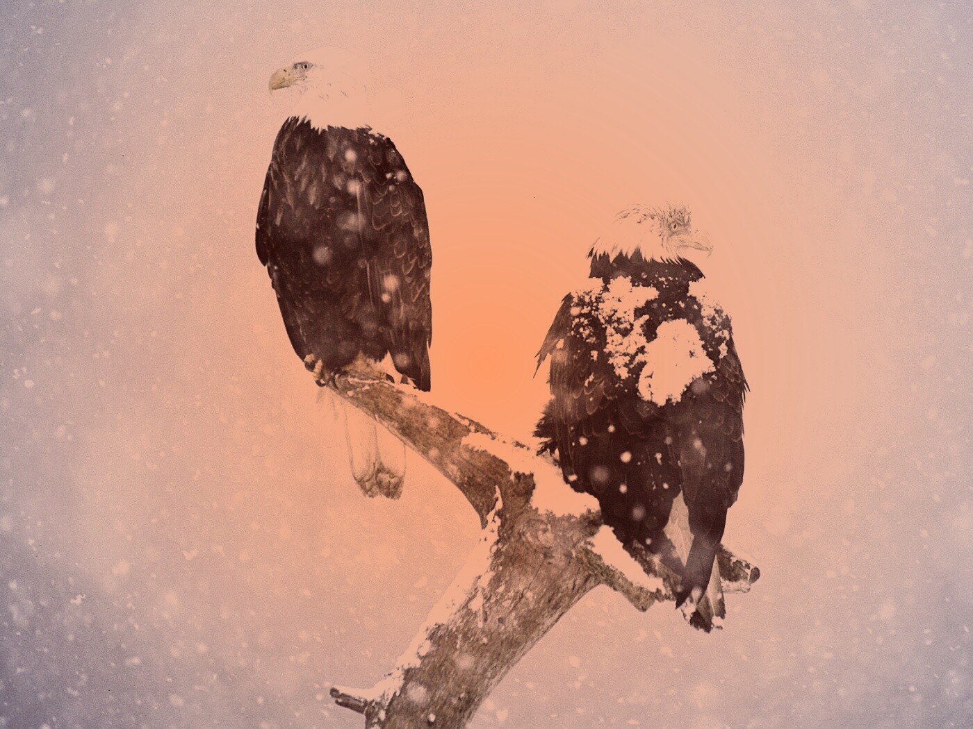 Орлы на ветке в снегопад обои