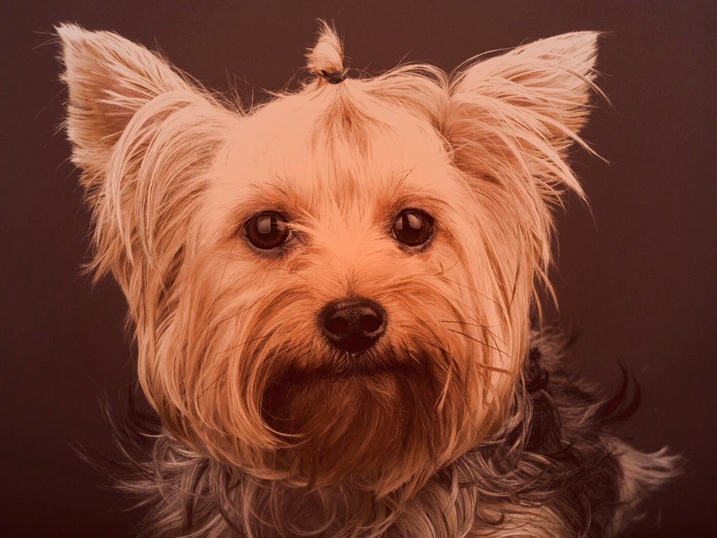 Йоркширский терьер обои