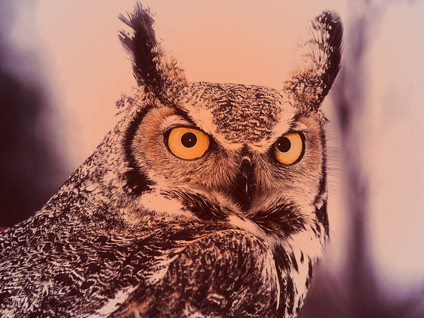 Орлиная сова обои