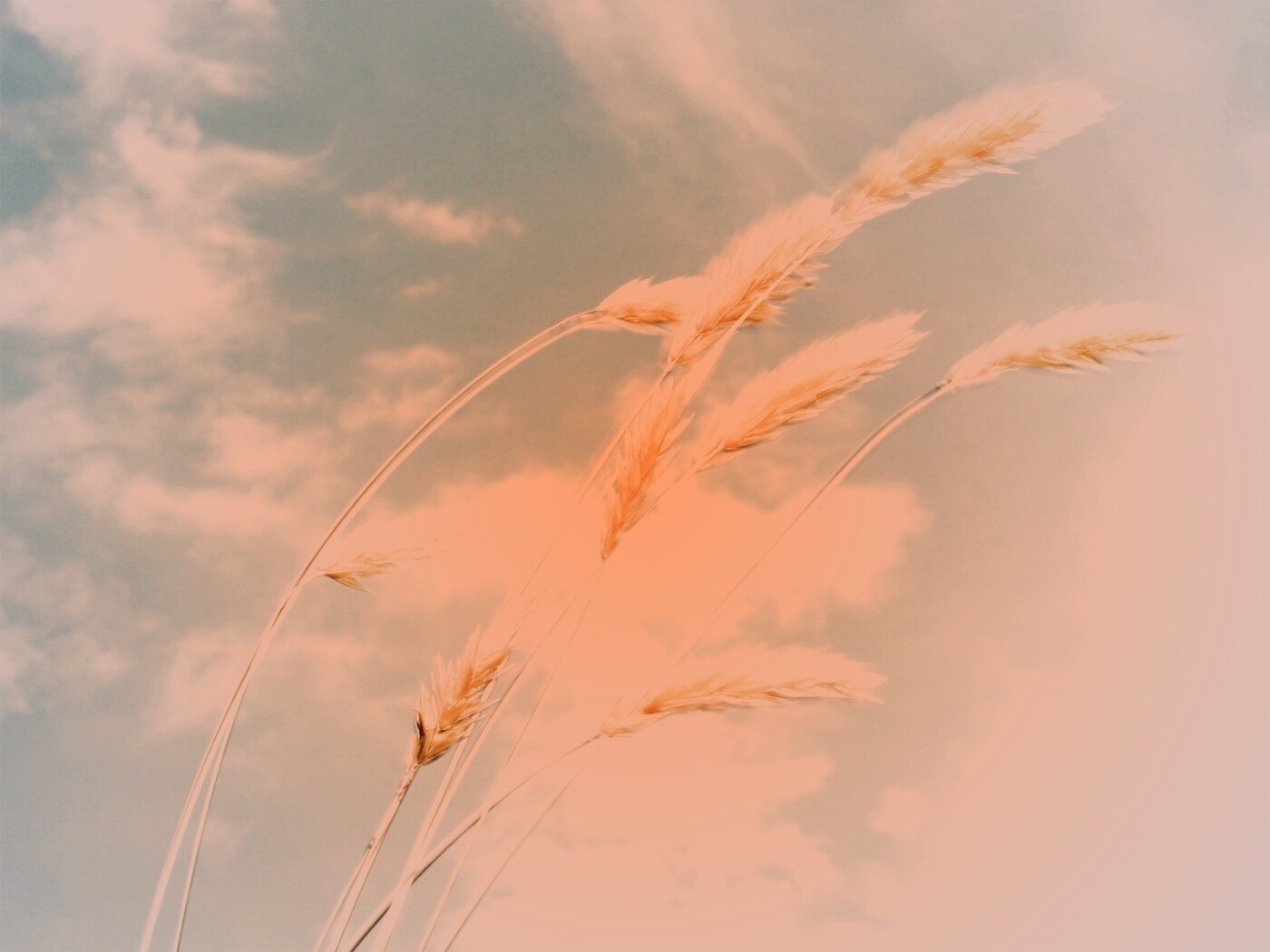 Колосья обои