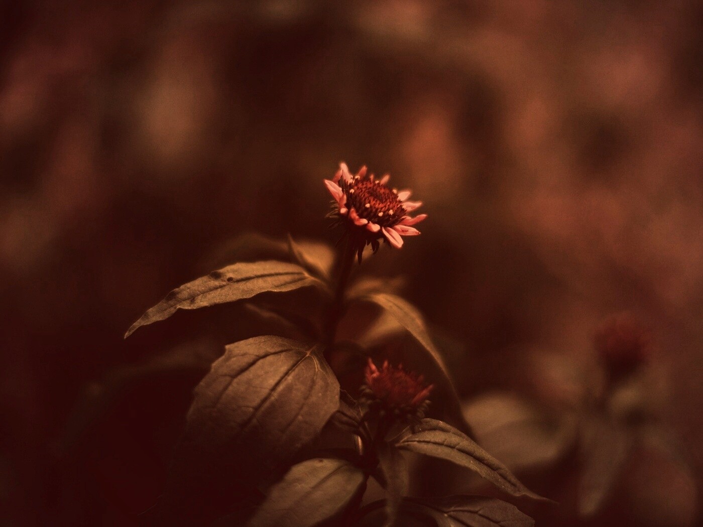 Фотография цветка обои