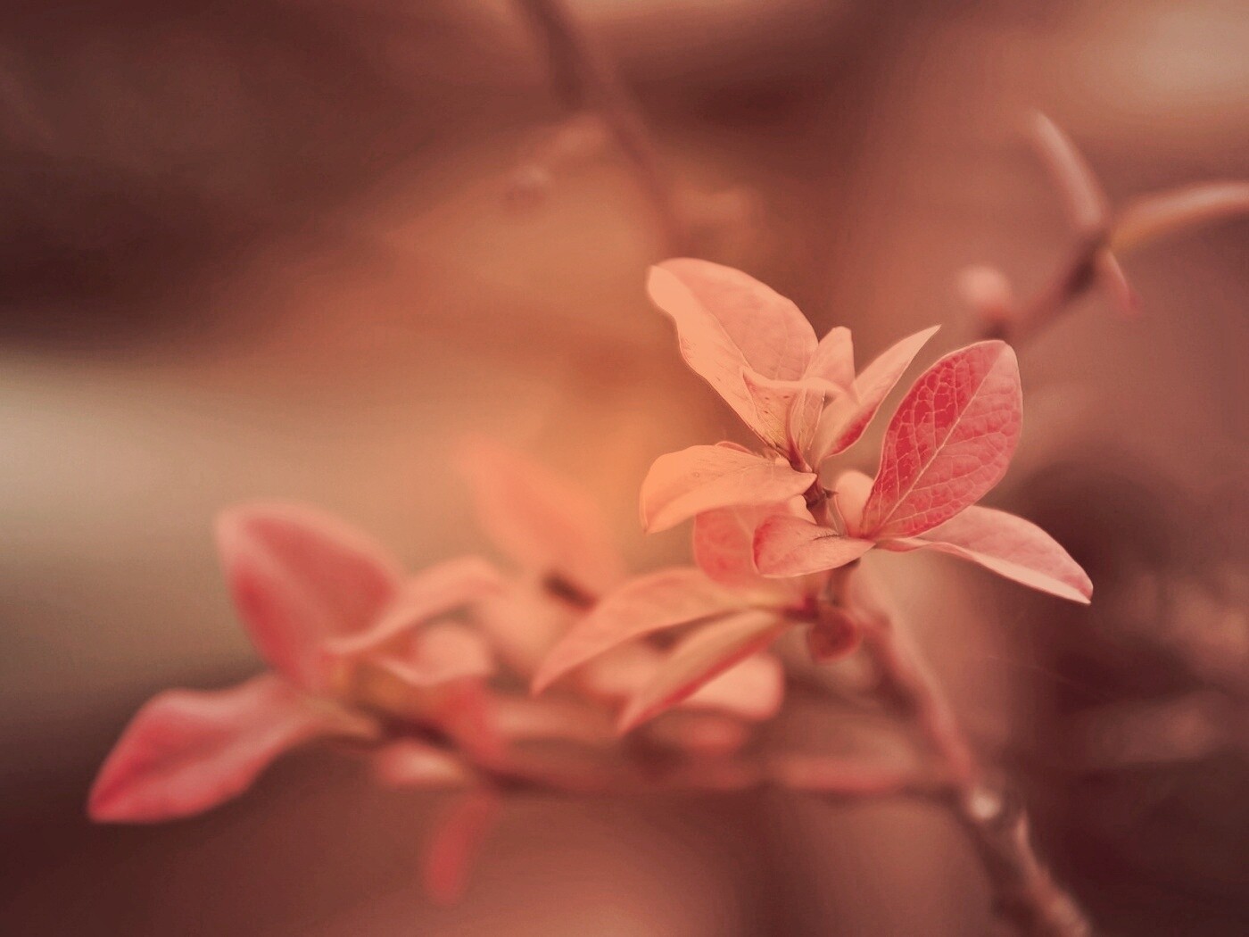 Красные листья на ветке обои