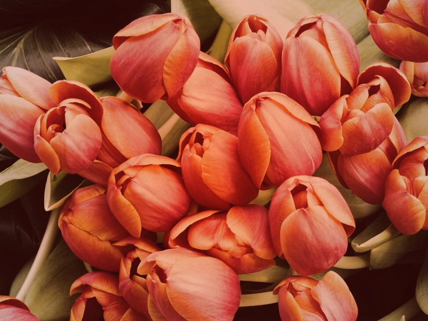 Букет красных тюльпанов обои