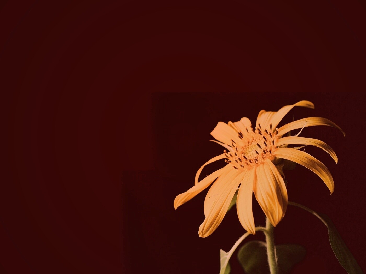 Жёлтый цветок на чёрном фоне обои