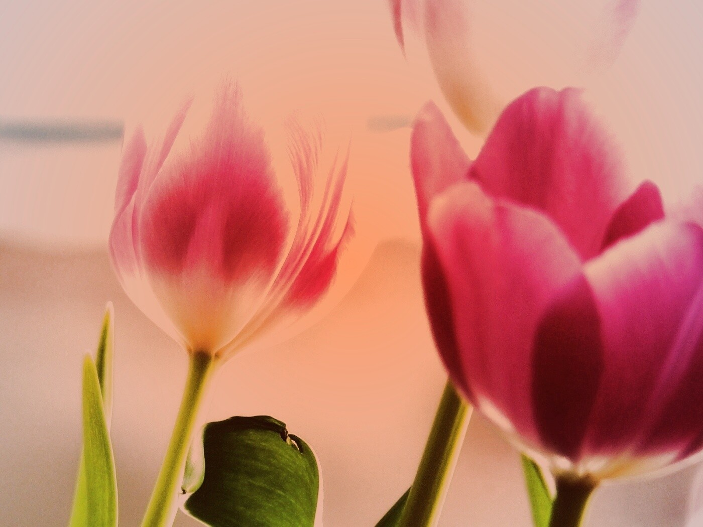 Тюльпаны обои