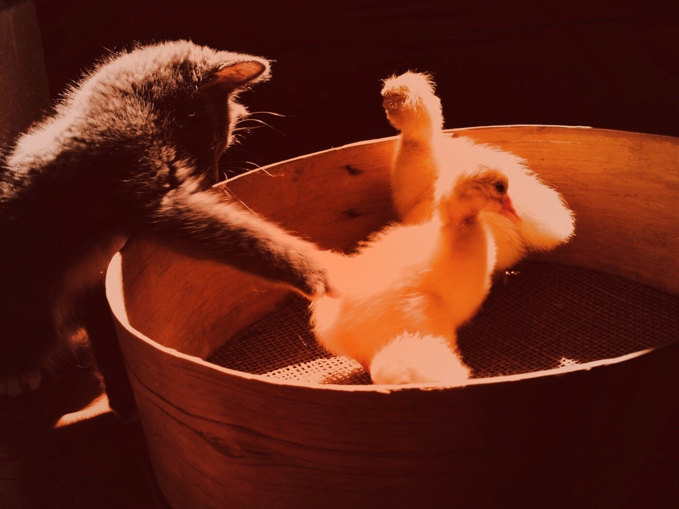 Котенок играет с утятами обои