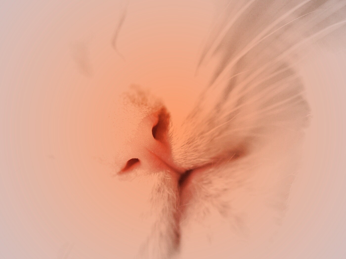 Кошачья мордочка обои