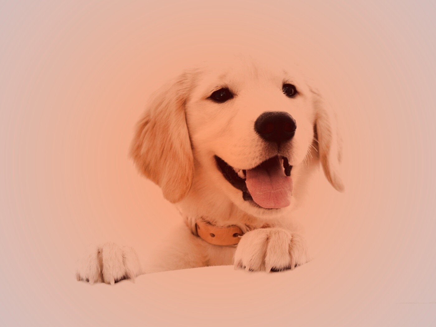 Щенок голден ретривера обои