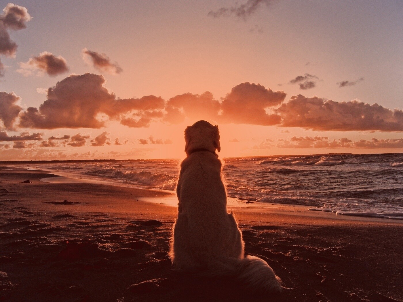 Собака наблюдающая закат на пляже обои