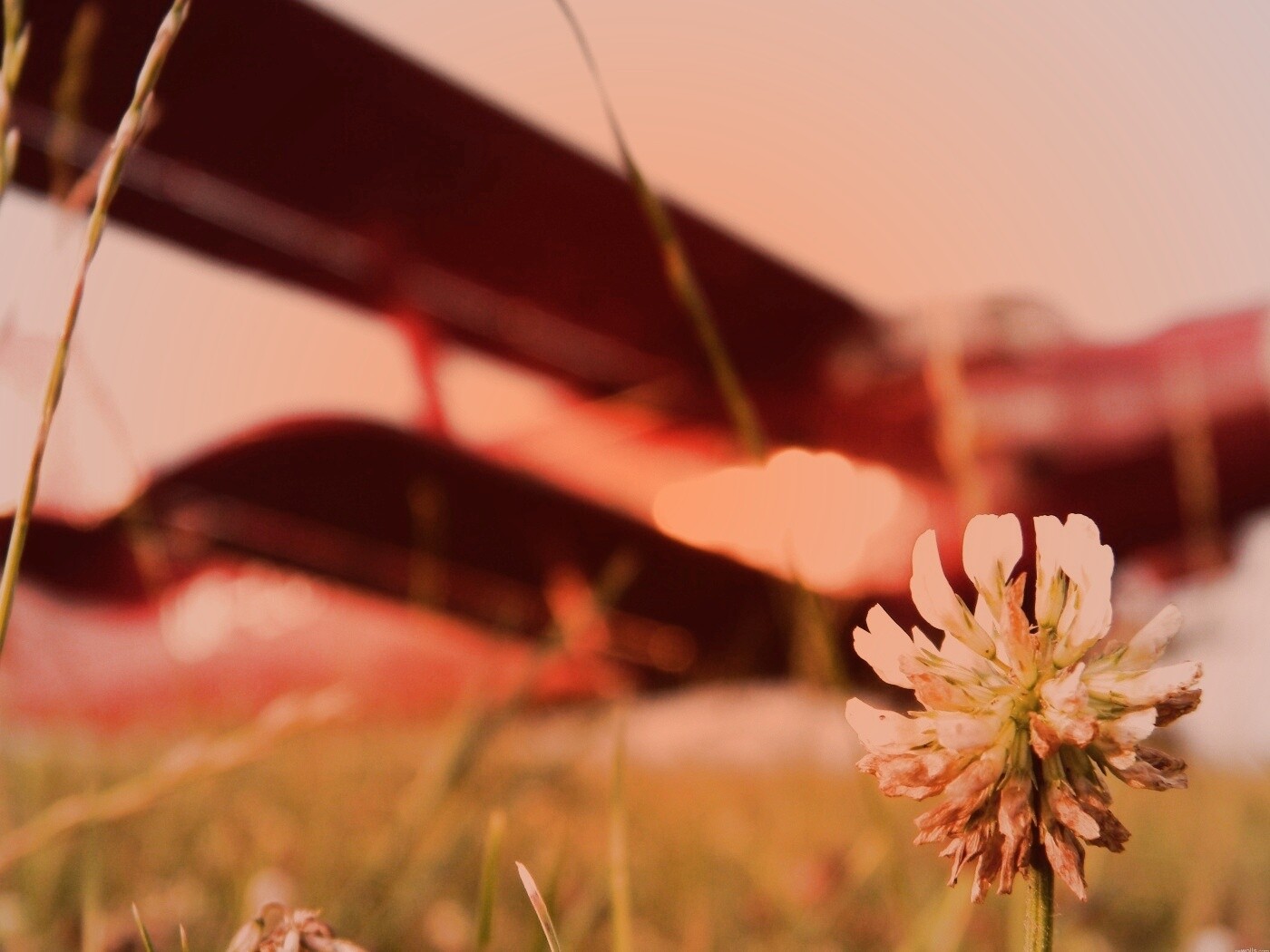 Цветок и красный самолет обои