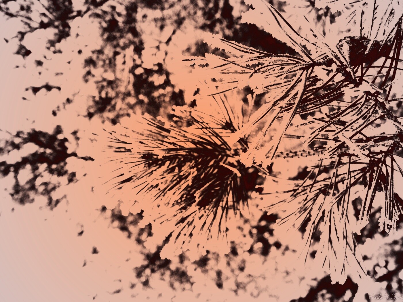 Хвойная ветка обои