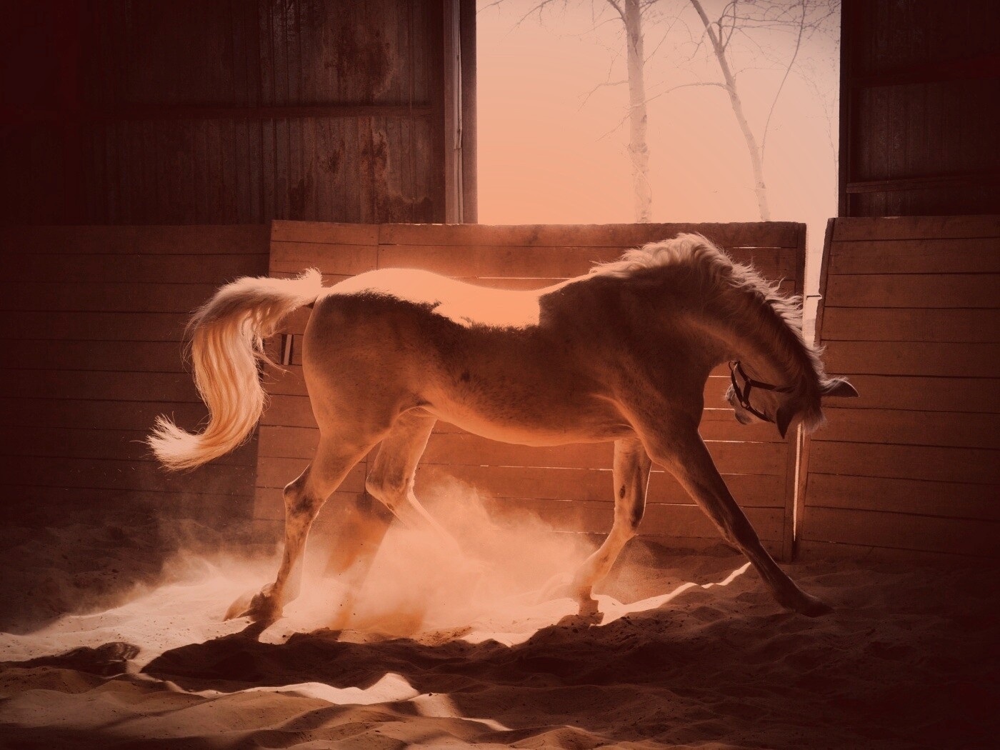 Белая лошадь в загоне обои