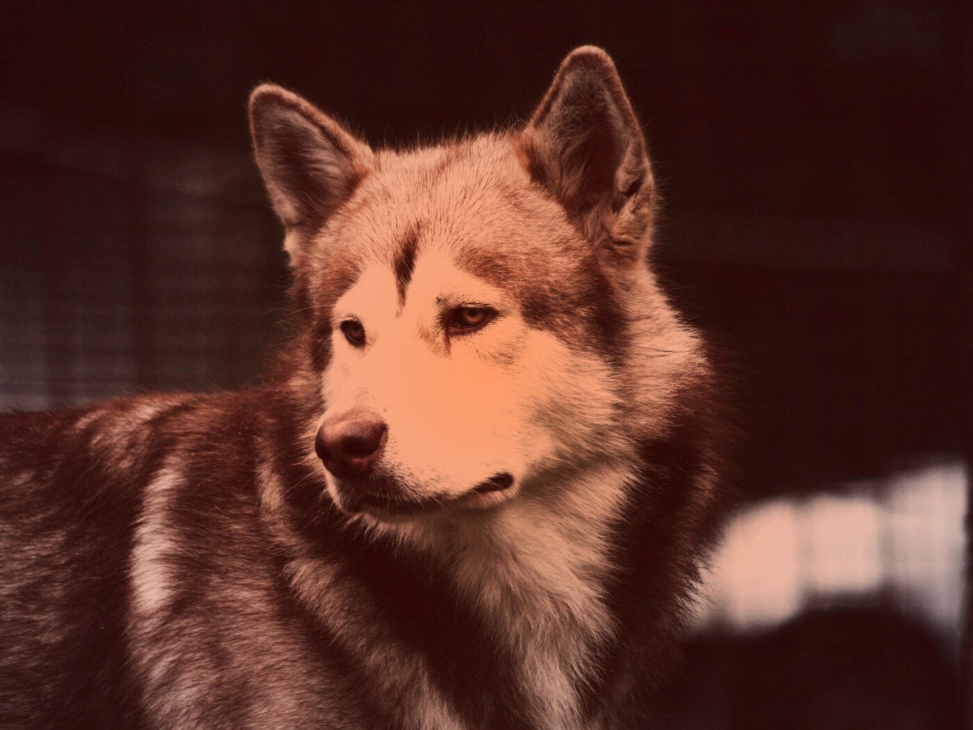 Собака с грустным взглядом обои