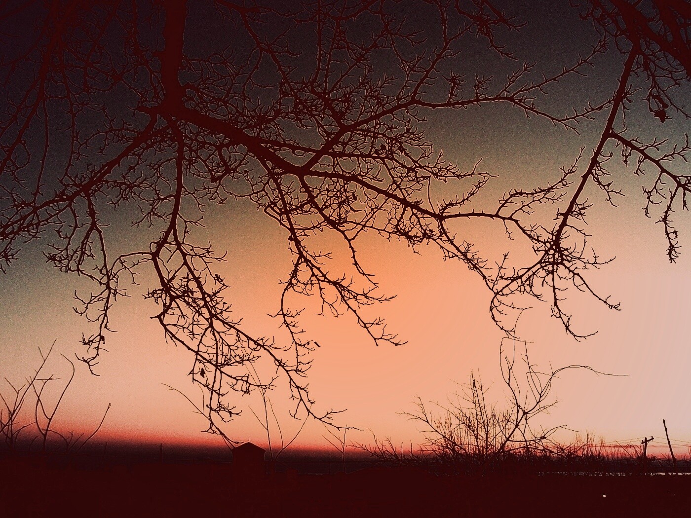 Закат сквозь ветки деревьев обои