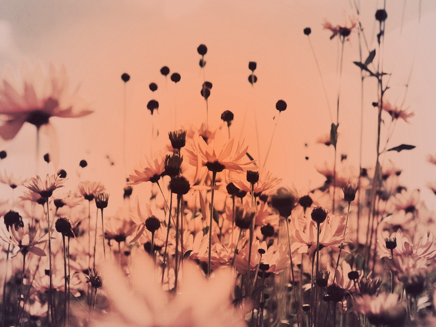 Полевые цветы летом обои