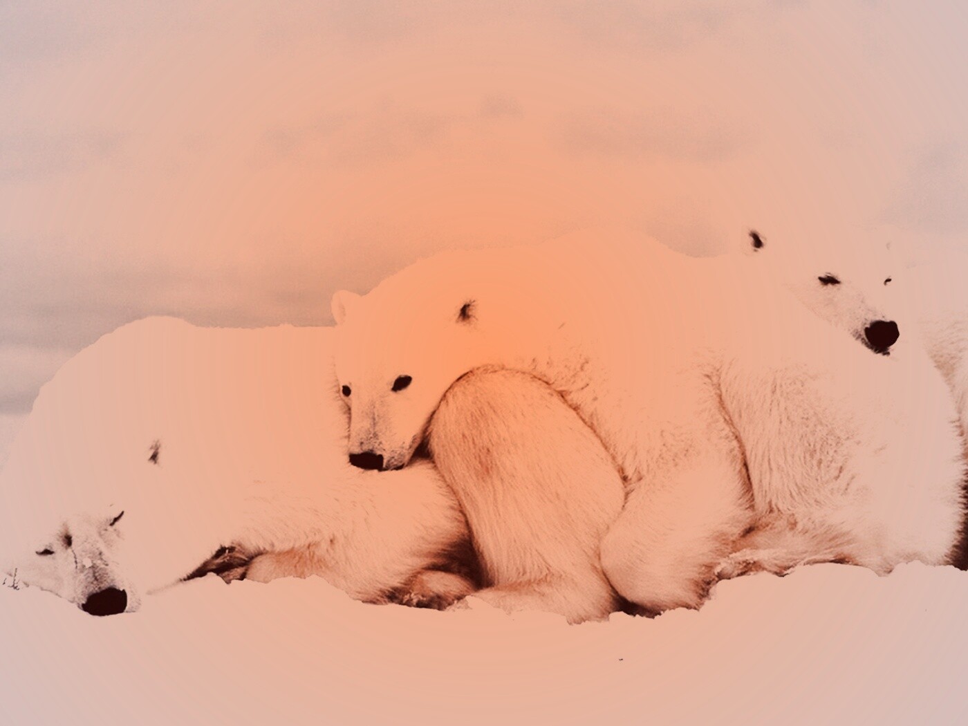 Белые мишки спят обои