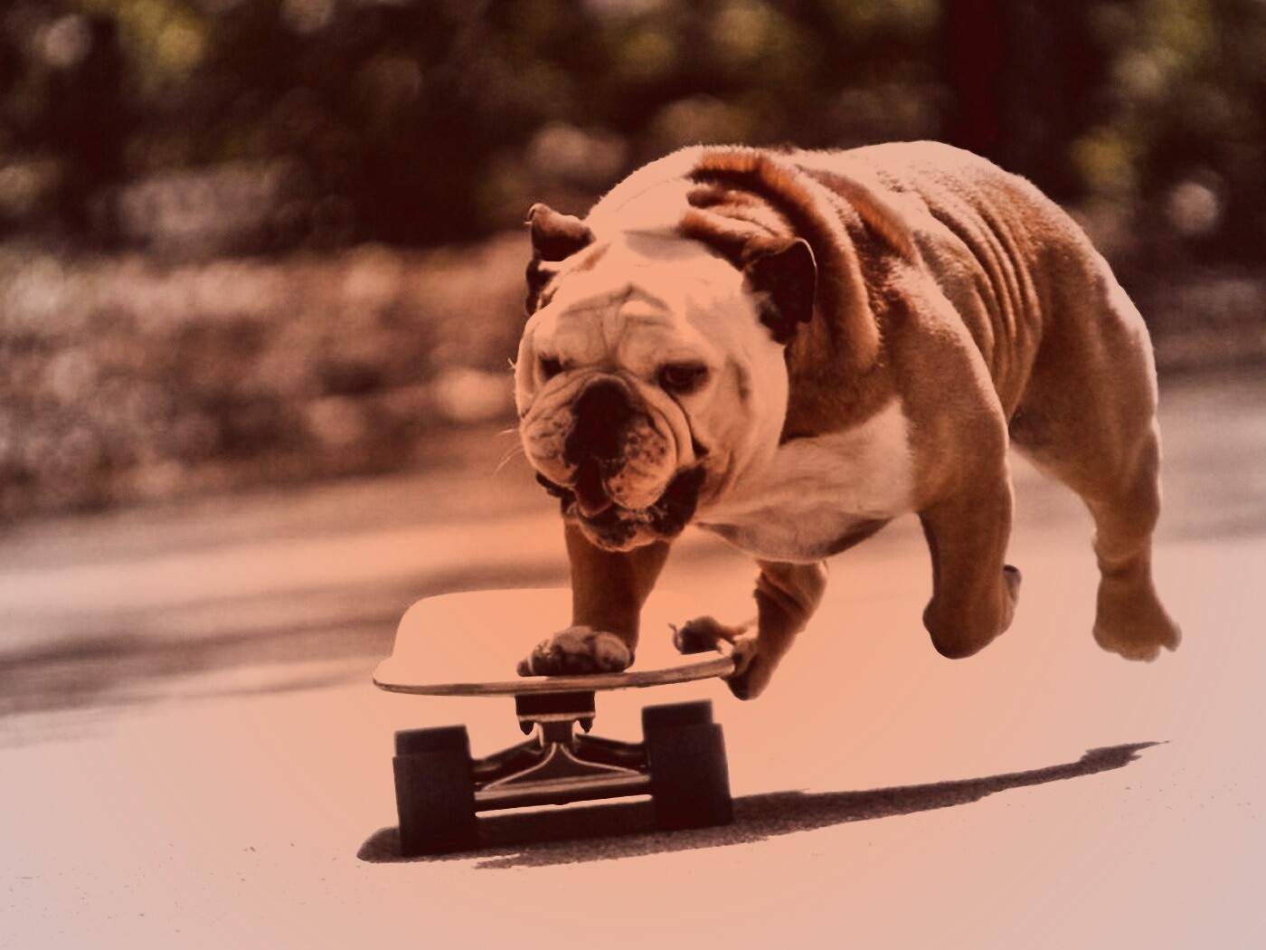 Собака на скейтборде обои