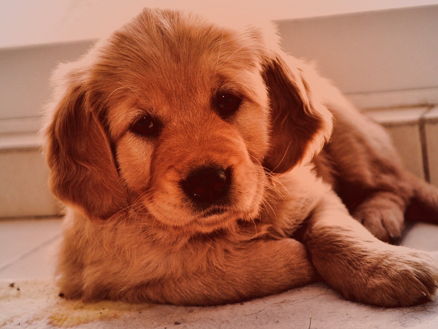 Сонный щенок лабрадора обои