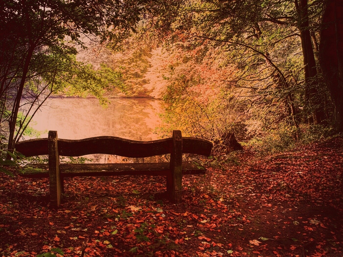 Скамейка в лесу обои