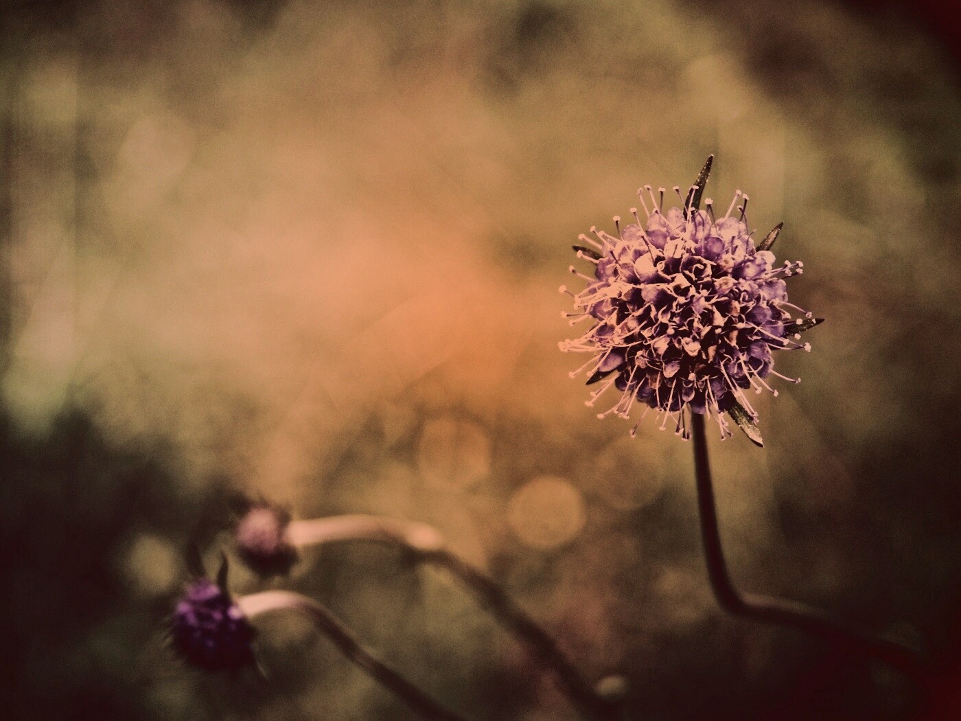 Цветок в макро обои