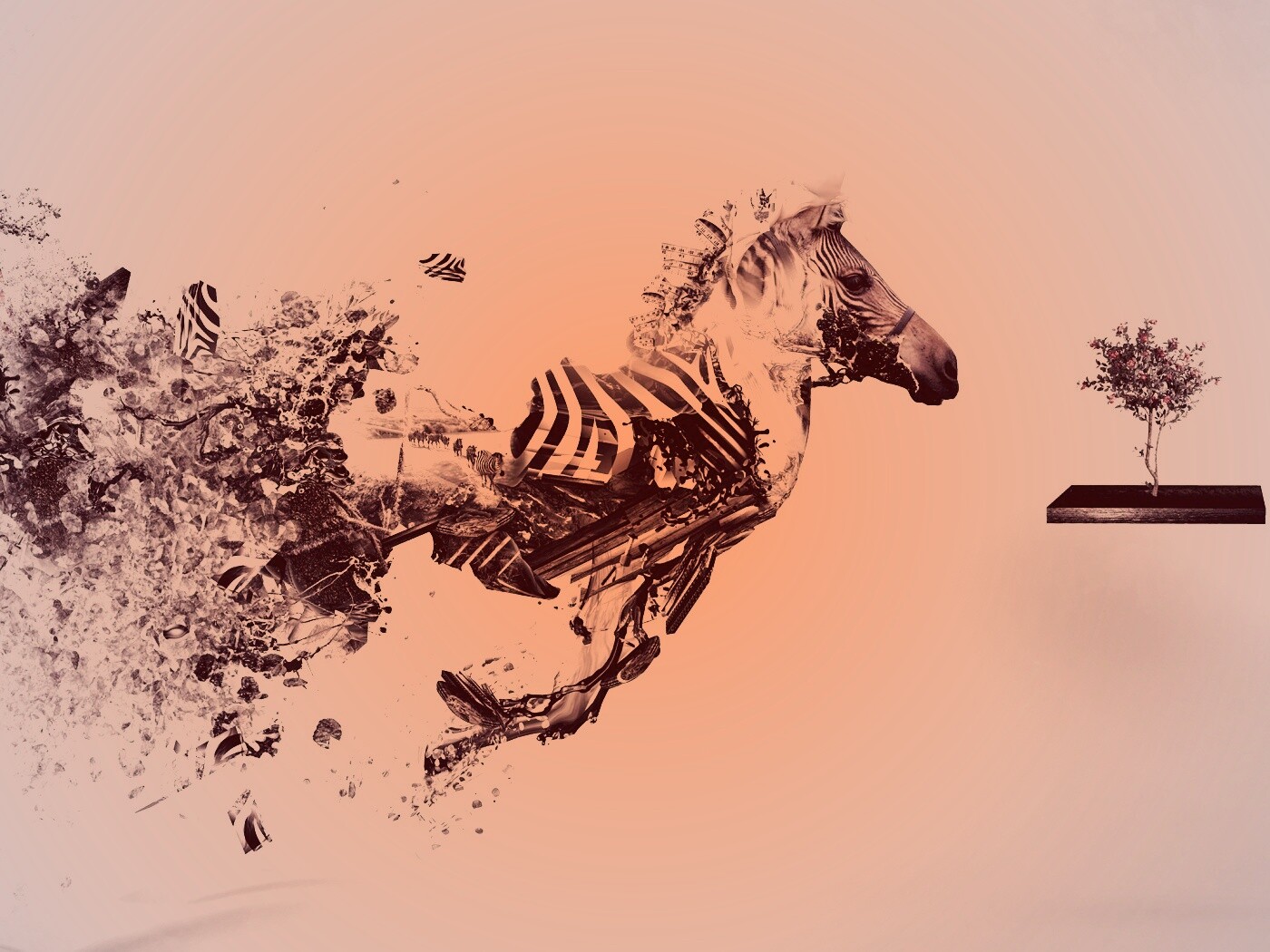 Зебра и бонсай обои