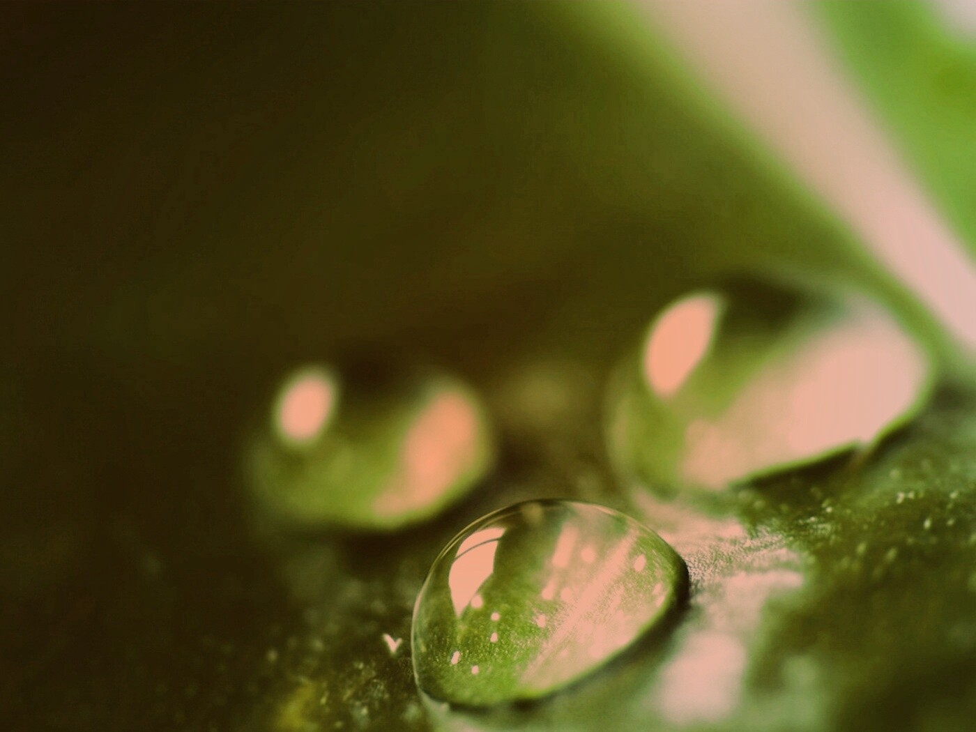 Зеленые капли росы обои