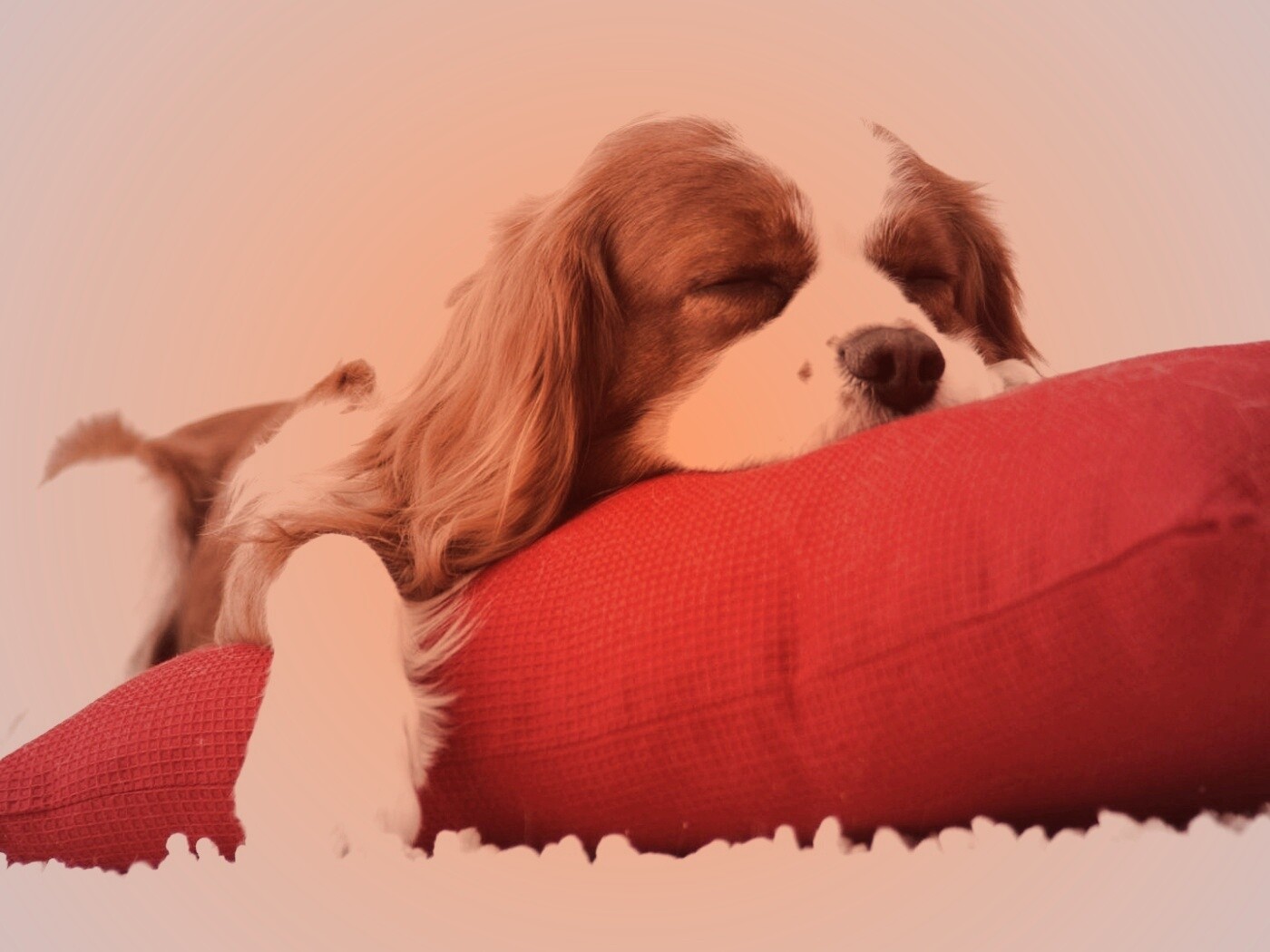 Спящий щенок на красной подушке обои