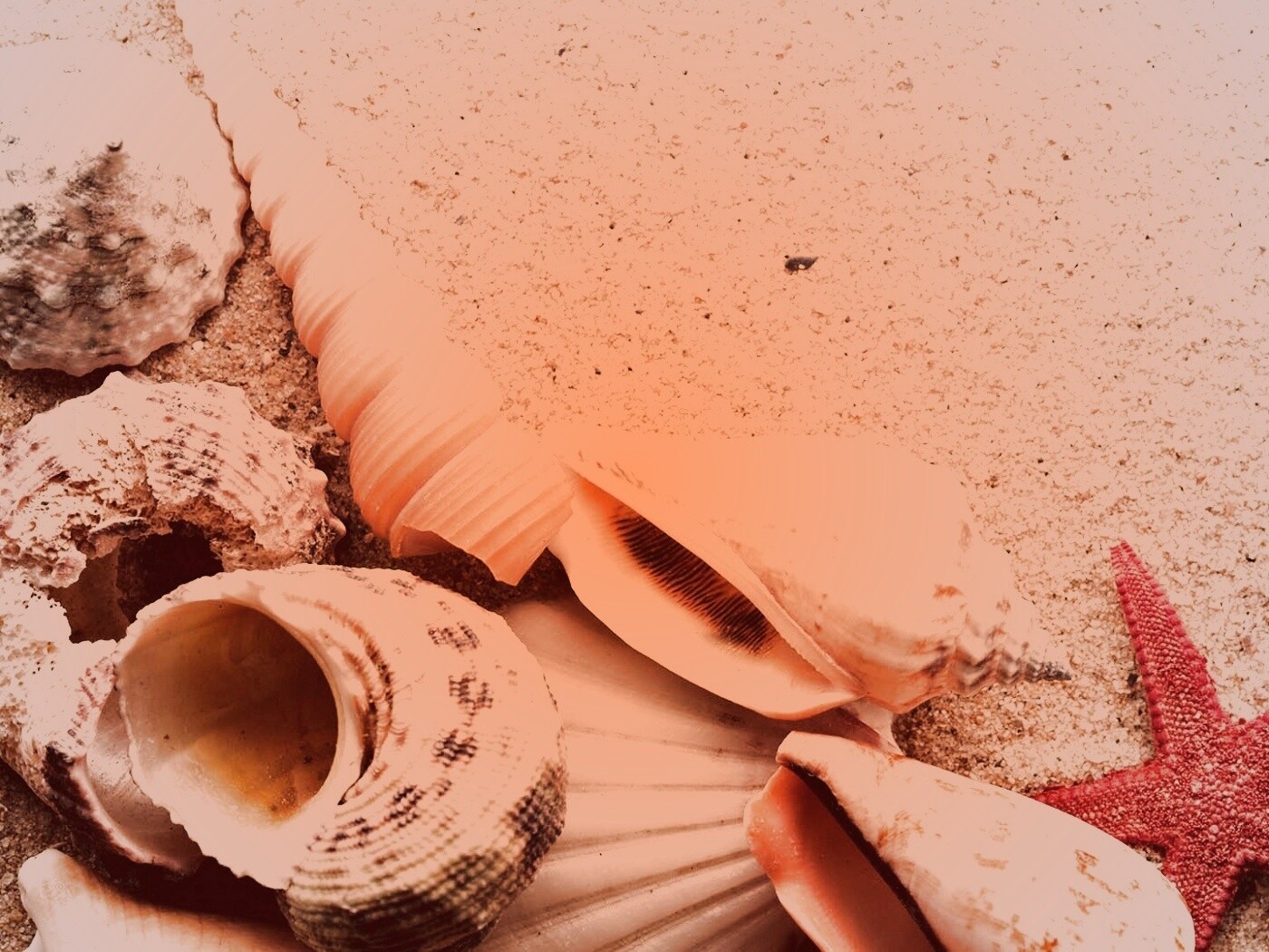 Морские раковины и звезды обои