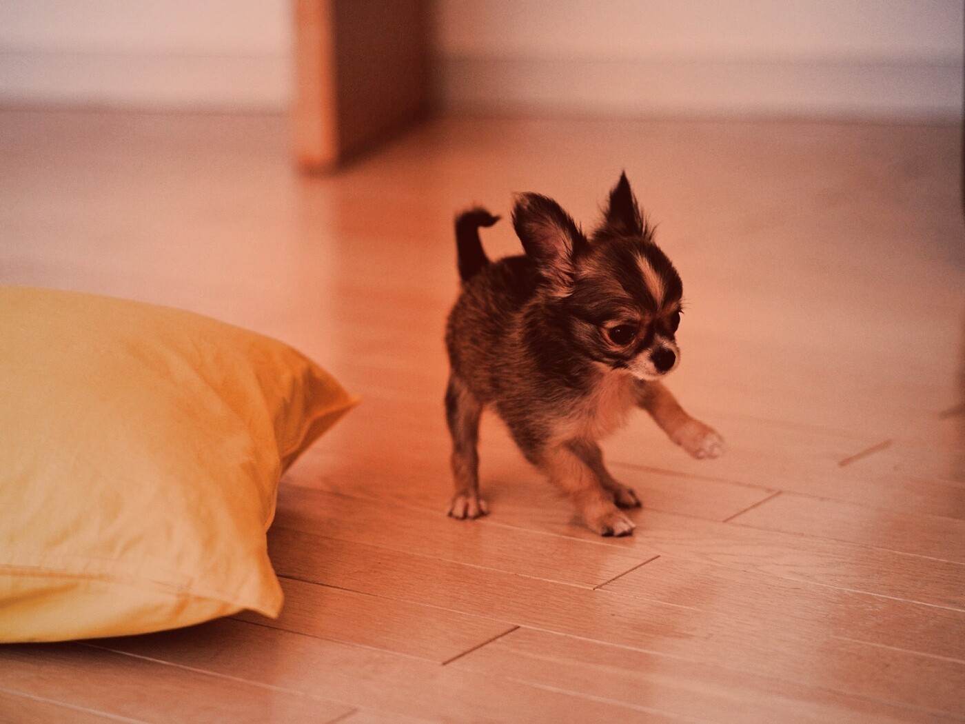 Щёнок той терьера обои