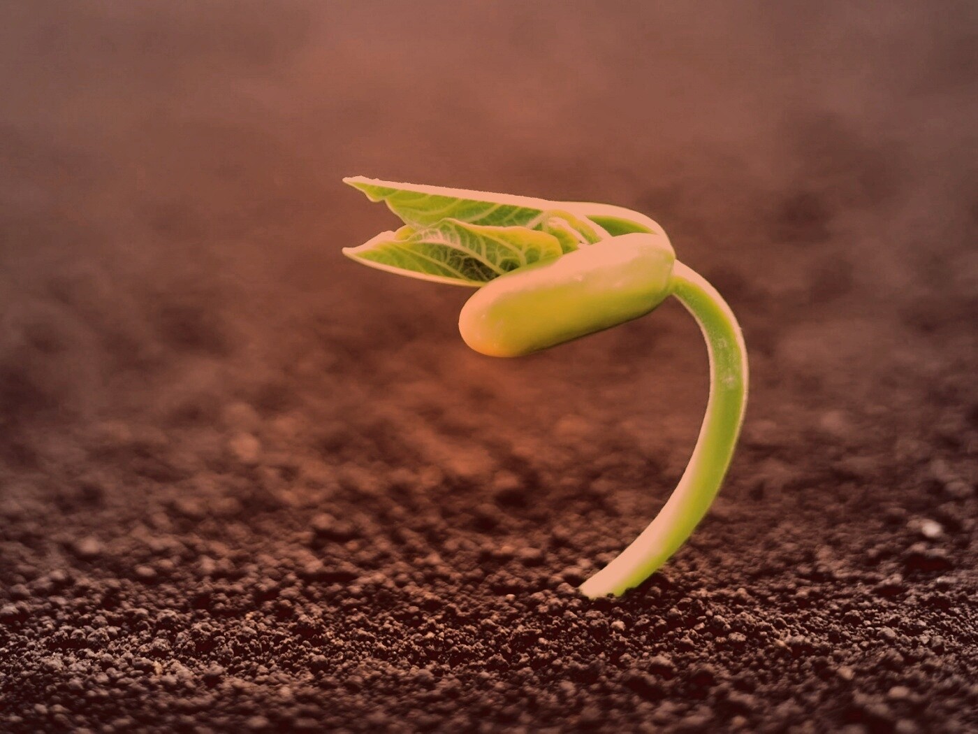 Макро фото зелёного росточка обои