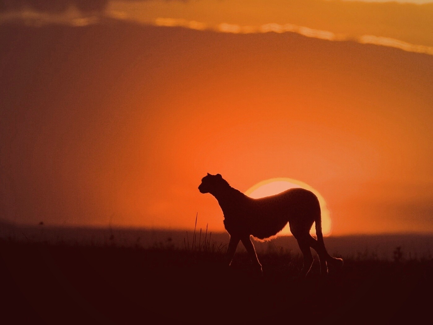 Гепард на закате обои