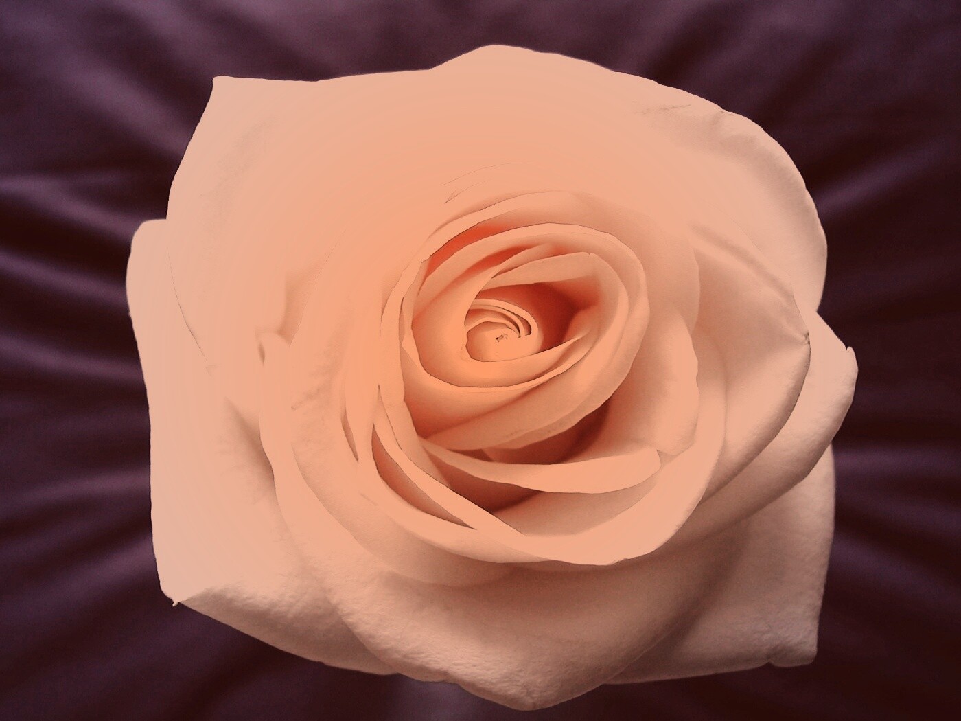 Белая роза на синей ткани обои