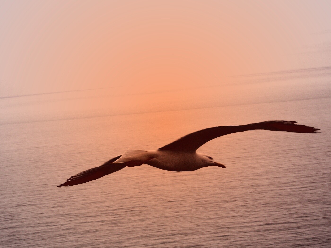 Чайка в полете обои