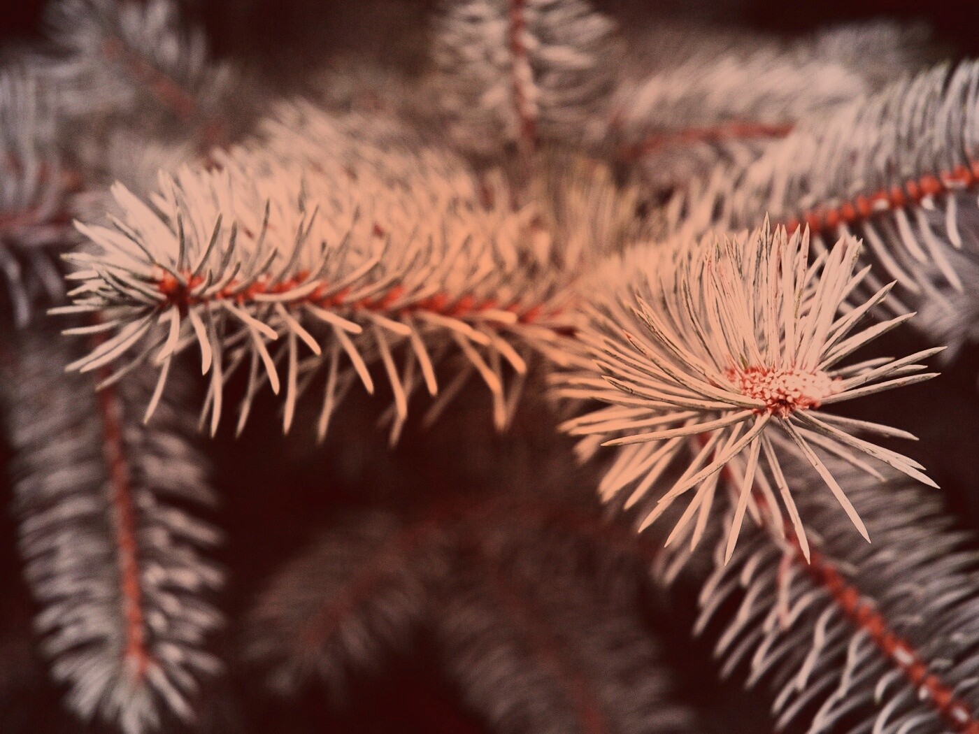 Ветки голубой ели обои