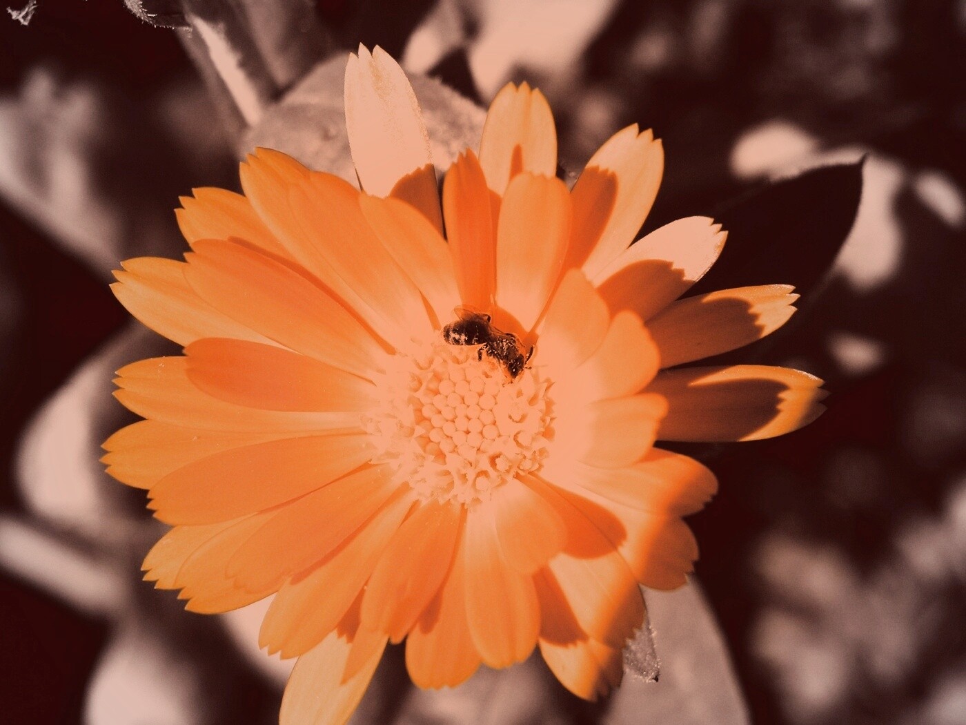 Оса на цветке обои