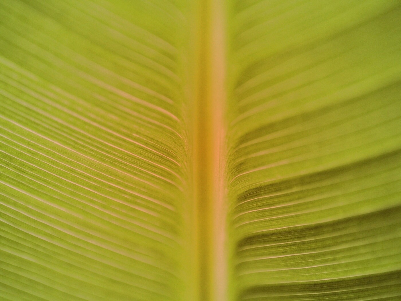 Макро фото листа обои