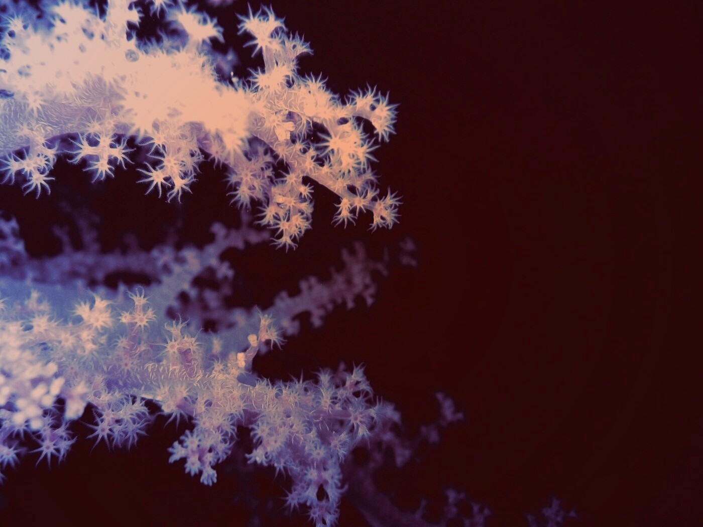 Кораллы обои