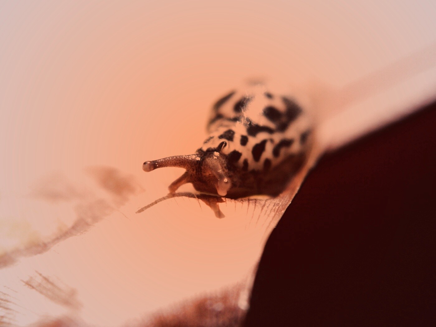 Ползущая улитка обои