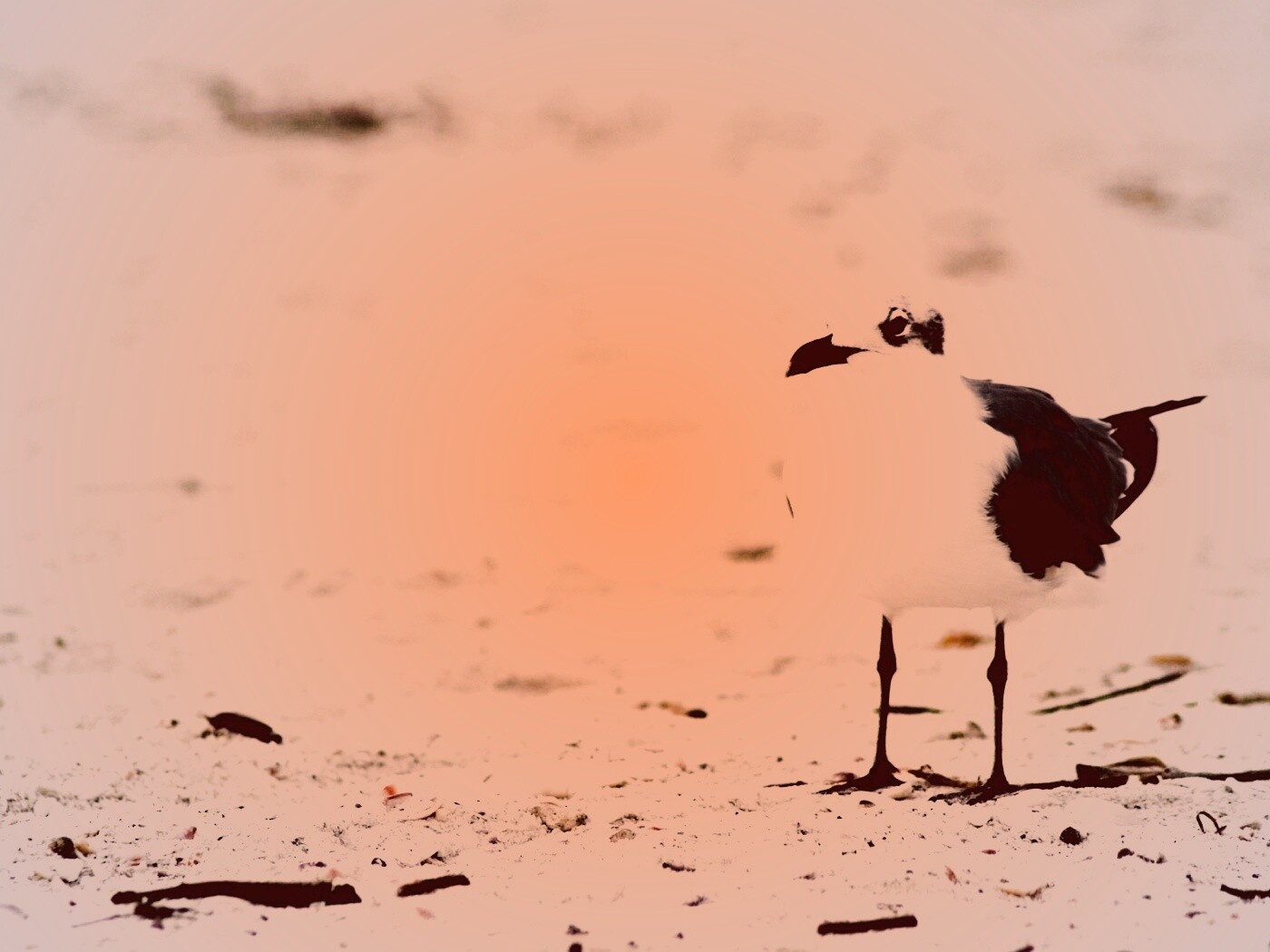 Важная чайка обои